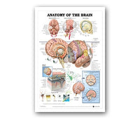 Póster anatomía de Mano, Pie, Rodilla