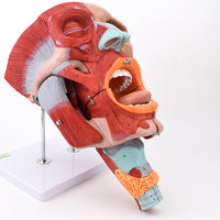 Modelos anatómico de cavidad nasal de boca, laringe y faringe