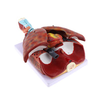 Modelo anatómico de sistema respiratorio humano desmontable en 7 piezas