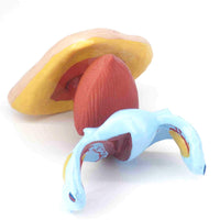 Modelo anatómico de perineo