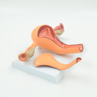 Modelo Anatomic Utero femenino (Saludable)