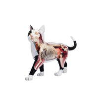 Modelo anatomia de gato blanco y negro 4D