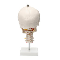 Cráneo humano tamaño real