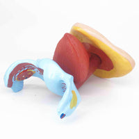 Modelo anatómico de perineo