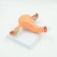 Modelo Anatomic Utero femenino (Saludable)
