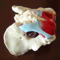 Modelo desmontable de Pelvis Femenina