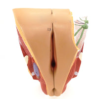 Genitales humanos femeninos ensamblable en 4 partes