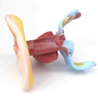 Modelo anatómico de perineo