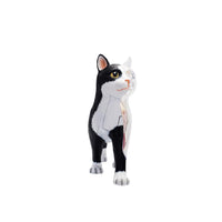 Modelo anatomia de gato blanco y negro 4D