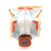 Genitales humanos femeninos ensamblable en 4 partes