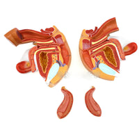 Genitales humanos femeninos ensamblable en 4 partes