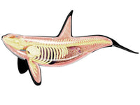 Modelo anatómica ballena en 4D