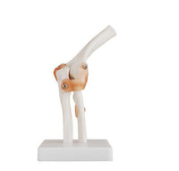 Modelo anatómico de articulación