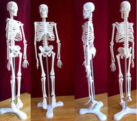 Esqueleto humano de 45 cm,