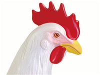 Anatomia 4D de gallina