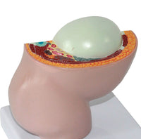 Pelvis femenina desmontable modelo Fetal (9 meses)