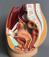 Modelo de pelvis femenina