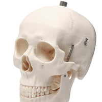 Cráneo anatómico humano de tamaño real