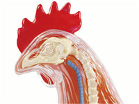 Anatomia 4D de gallina
