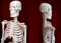 Esqueleto humano de 45 cm,