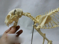 Modelo esqueleto Gato / Perro