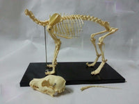 Modelo esqueleto Gato / Perro