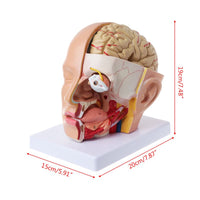 Anatómia de cráneo y cerebro humana