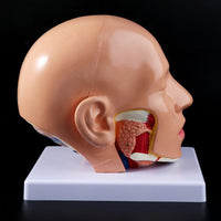 Anatómia de cráneo y cerebro humana