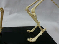 Modelo esqueleto Gato / Perro