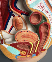 Modelo de pelvis femenina