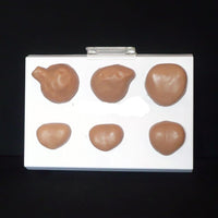 Anatómica médica pistola traumática Anatomía Humana traumatismo profesional magnificado Alveoli articulación simulación