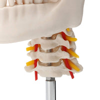 Cráneo anatómico humano de tamaño real