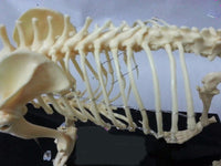 Modelo esqueleto Gato / Perro