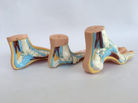 Anatomía médica de pie humano