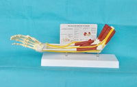 Modelo de función de ligamento articular