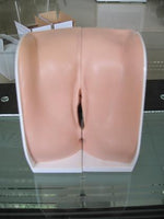 Modelo genital del cuello uterino