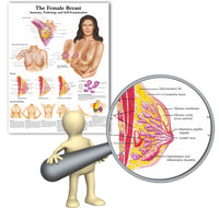 Póster anatomía / patologías de pecho (mamas )
