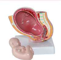 Pelvis femenina desmontable modelo Fetal (9 meses)