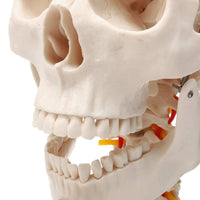 Cráneo anatómico humano de tamaño real