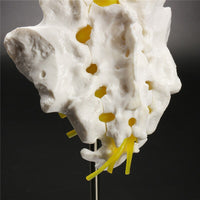 Modelo anatomico de columna lumbar humana.