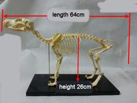 Modelo esqueleto Gato / Perro