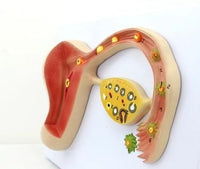 Modelo de huevo humano fertilizado