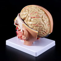 Anatómia de cráneo y cerebro humana