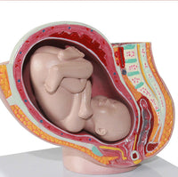 Pelvis femenina desmontable modelo Fetal (9 meses)