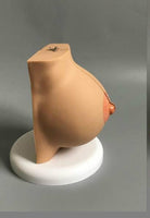 Modelo anatomico mama humana lactante