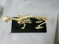 Modelo esqueleto Gato / Perro