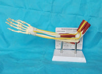 Modelo de función de ligamento articular