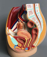 Modelo de pelvis femenina