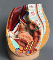 Modelo de pelvis femenina