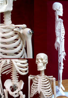 Esqueleto humano de 45 cm,